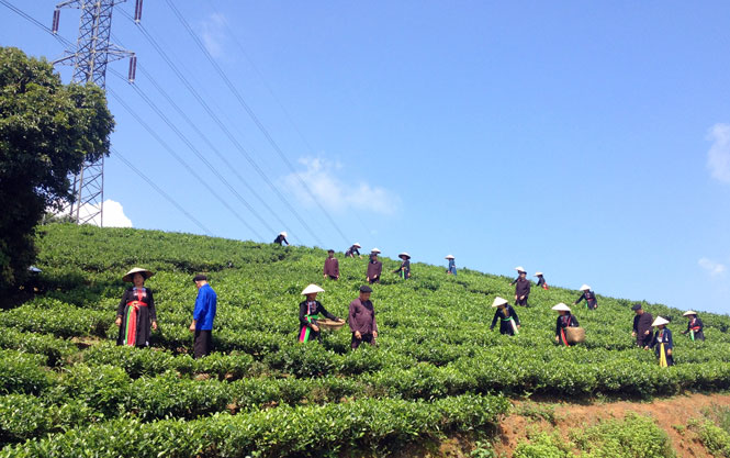  Đến với các điểm du lịch bên sườn Đông Tam Đảo thuộc huyện Đại Từ, du khách sẽ được đắm mình trong vẻ đẹp của những nương chè xanh mướt, được gặp gỡ, giao lưu và trải nghiệm cách làm chè cùng với những người dân đôn hậu, mến khách nơi đây.