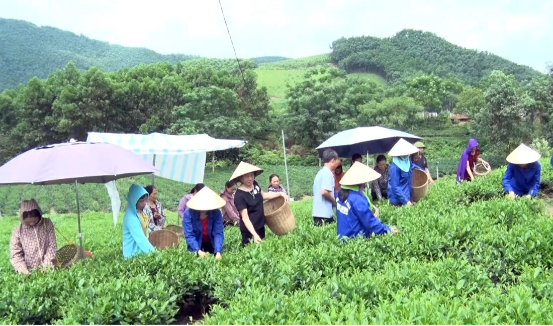 Thành viên Hợp tác xã chè Cao Sơn, ở xóm Khe Lim, xã Bình Sơn (T.P Sông Công) thu hái chè chính vụ.