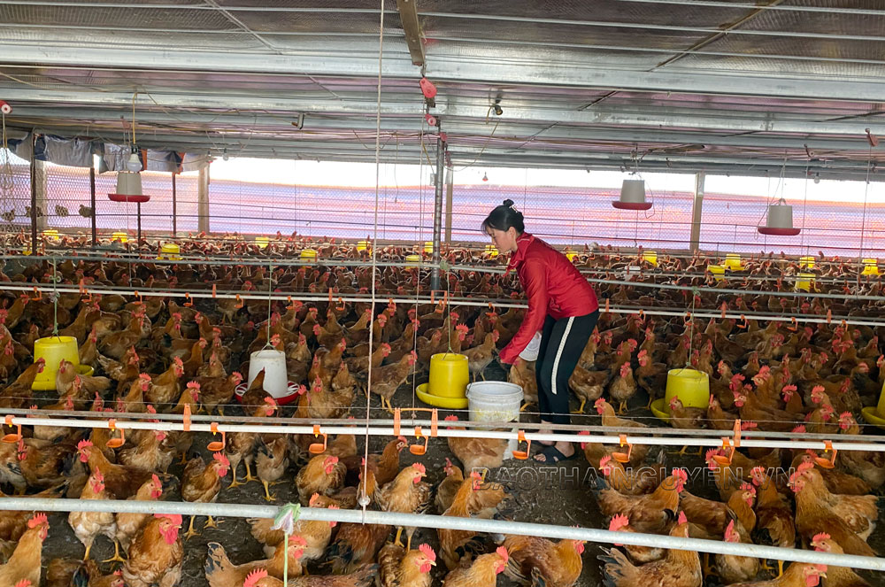  Chị Lê Thị Toán đầu tư gần 1 tỷ đồng xây dựng trang trại nuôi gà thịt với quy mô gần 9.000 con/lứa.