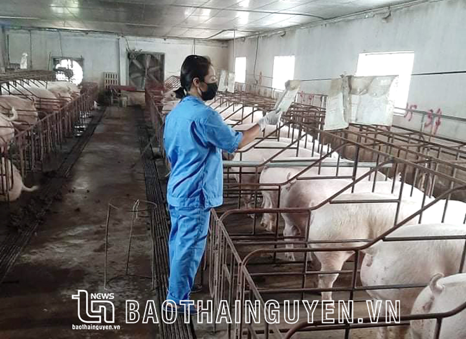 Chị Phạm Thị Bích Quyên, ở xóm Hiên Bình, xã La Hiên (Võ Nhai) chăm sóc đàn lợn của gia đình.