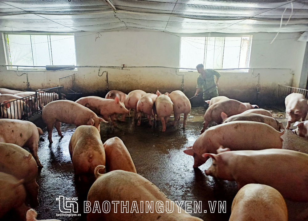 Trang trại lợn của gia đình chị Bùi Minh Thu, ở thị trấn Sông Cầu (Đồng Hỷ) hiện đang nuôi 1.000 con/lứa.