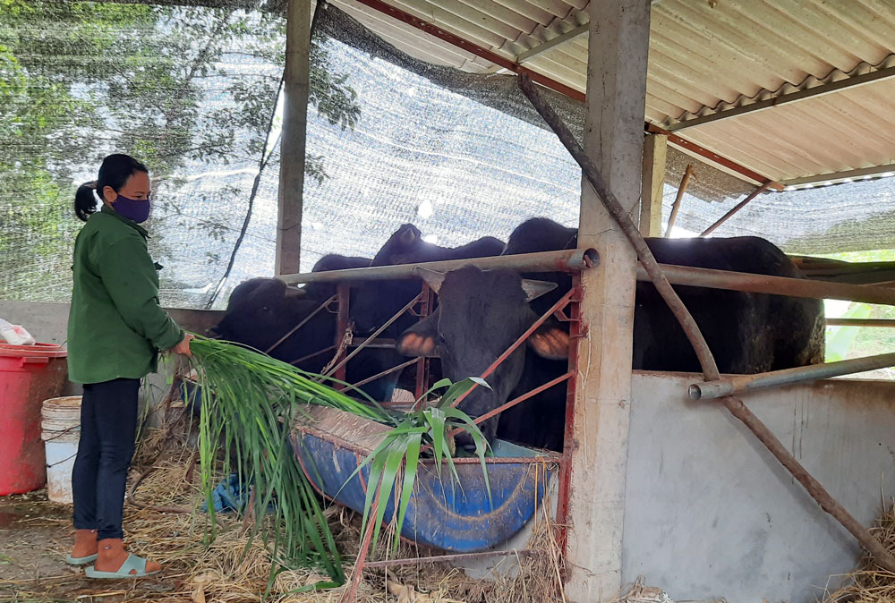  Gia đình chị Đặng Thị Nhàn, ở xóm Na Chặng, xã Bàn Đạt nuôi bò 3B, cho thu lãi hàng trăm triệu đồng/năm.