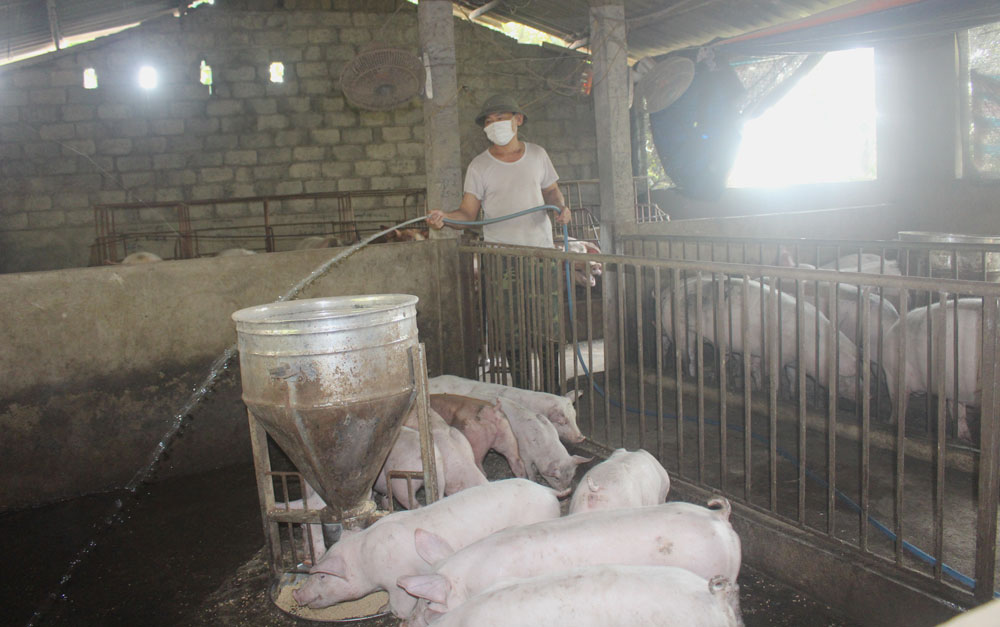  Mô hình chăn nuôi quy mô gia trại, trang trại đang được TP. Sông Công đẩy mạnh, nhằm nâng cao hiệu quả kinh tế, cải thiện thu nhập cho người dân.