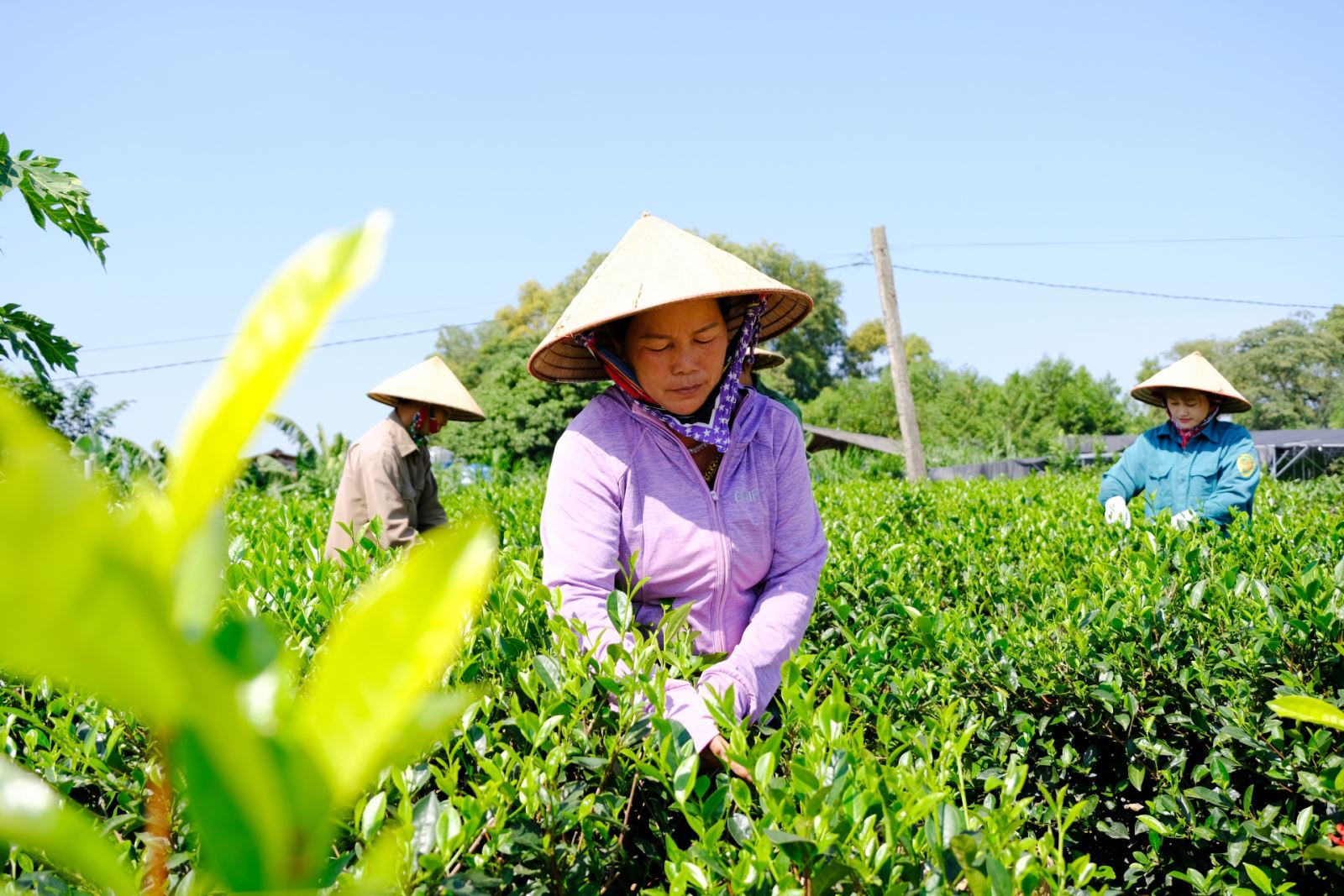  Gia đình cô Phạm Thị Vân đã có 3 đời gắn bó với nghề trồng, chế biến chè.