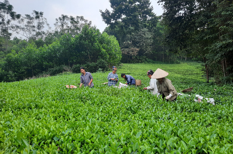  Người dân xóm Chiến Thắng, xã Bình Long (Võ Nhai) thu hái chè.