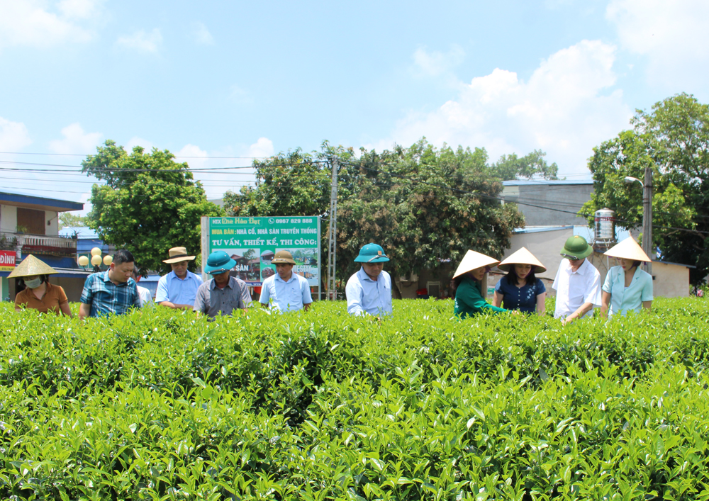  Đoàn công tác thăm nương chè hữu cơ theo kỹ thuật mới của Hợp tác xã chè Hảo Đạt.