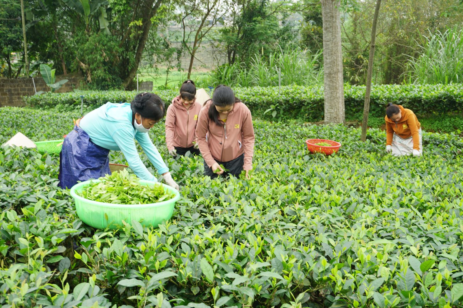  Bà con xã Phú Xuyên (Đại Từ) thu hái chè. Ảnh: T.L