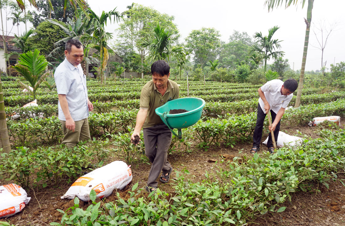  Người dân xóm Chính Phú 2, xã Phú Xuyên (Đại Từ) bón phân, chăm sóc diện tích chè mới trồng (ảnh chụp trước ngày 27/4/2021).