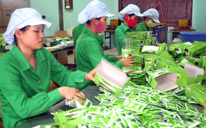  Công nhân Công ty CP Tập đoàn che Tân Cương Hoàng Bình đóng hộp sản phẩm trà túi lọc.