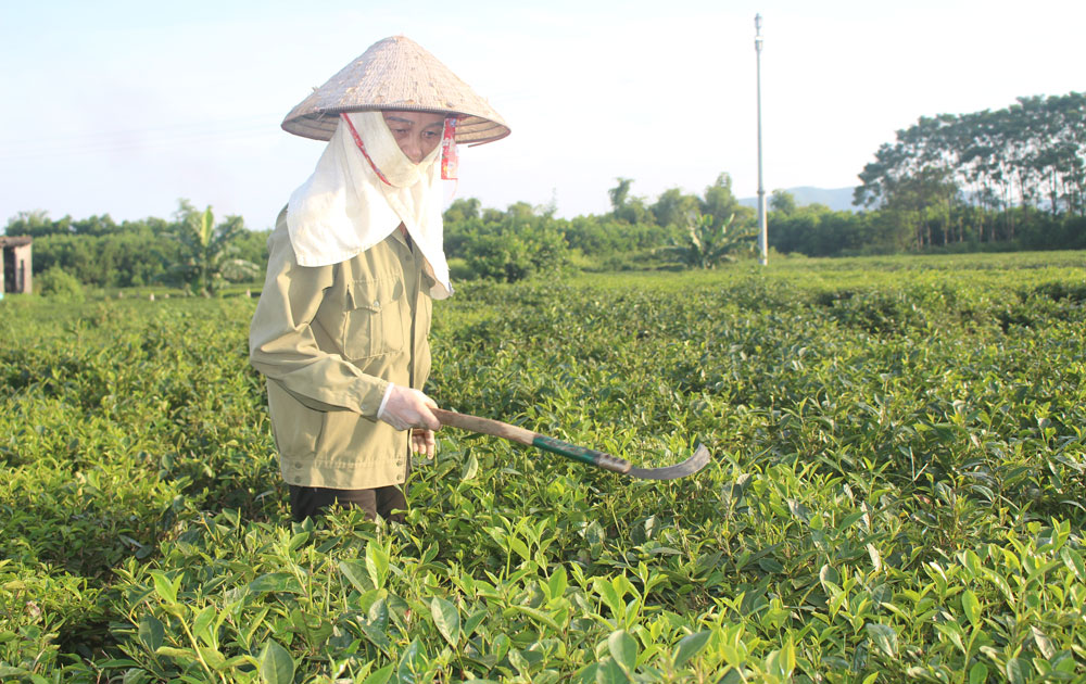  Bà Phạm Thị Dự, ở xóm Chũng Na, xã Bá Xuyên (T.P Sông Công) phát bỏ diện tích chè bị quá lứa do không thu hái kịp thời.