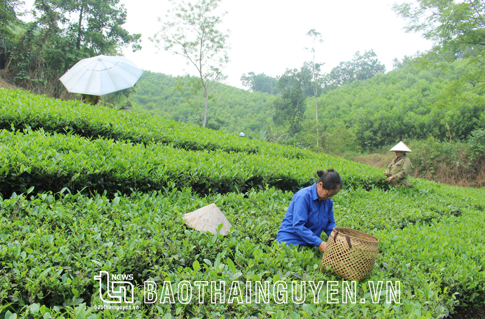  Người dân Làng nghề chè Cây Thị thu hái chè.