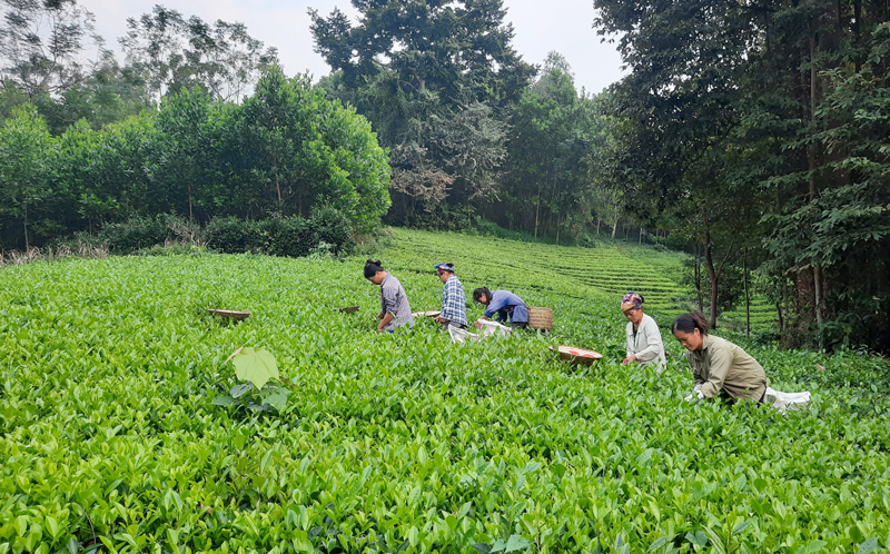  Với 1,5ha chè, mỗi năm, gia đình ông Nguyễn Văn Thủy, xóm Chiến Thắng, xã Bình Long (Võ Nhai) có nguồn thu nhập trên 200 triệu đồng.