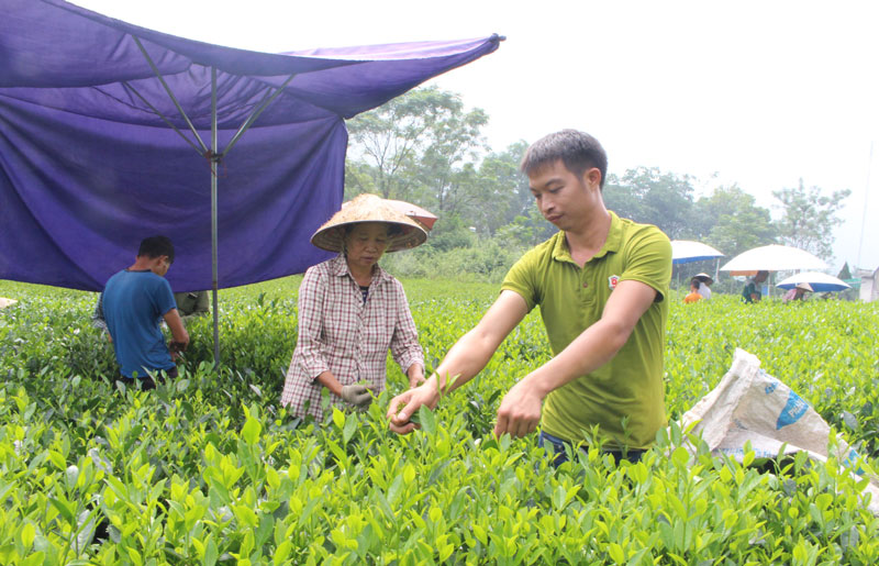  Người dân xóm Đoàn Thắng, xã Hoàng Nông thu hái chè.