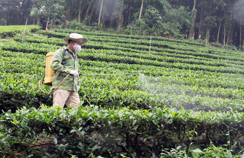  Người dân xã Phú Xuyên (Đại Từ) phun thuốc phòng trừ sâu bệnh trên cây chè.