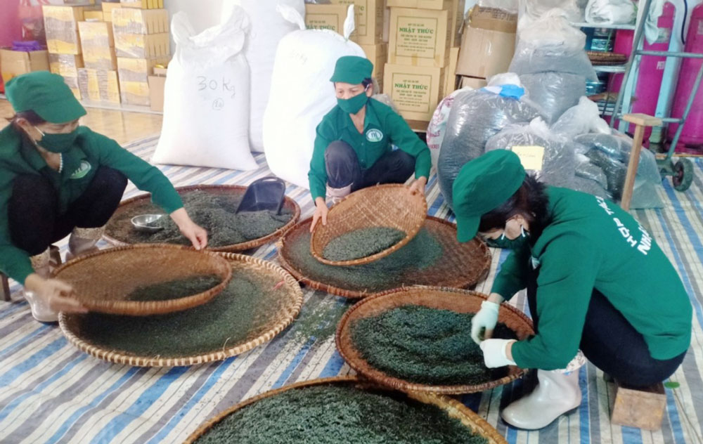  Năm nay, HTX Chè Nhật Thức tham dự Chương trình OCOP cấp tỉnh với sản phẩm Bách Long Hương. Trong ảnh: Sản xuất tại HTX Chè Nhật Thức, xã Phục Linh (Đại Từ).           