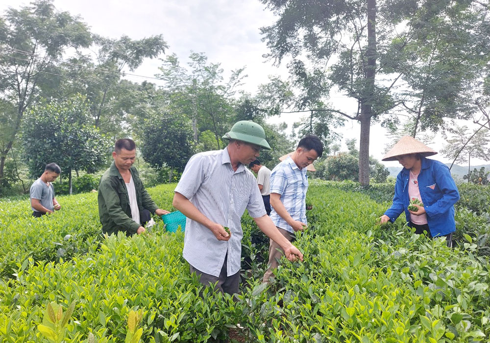  Huyện Phú Lương phấn đấu đến năm 2025 đạt tiêu chí huyện nông thôn mới, 100% xã có sản phẩm OCOP. Trong ảnh: Mô hình sản xuất chè của người dân xã Phú Đô.
