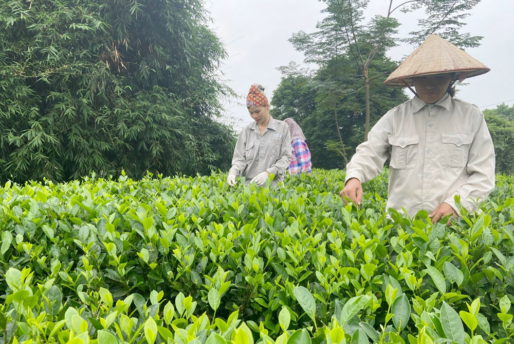  Người dân xã Phú Xuyên thu hái chè VietGAP.