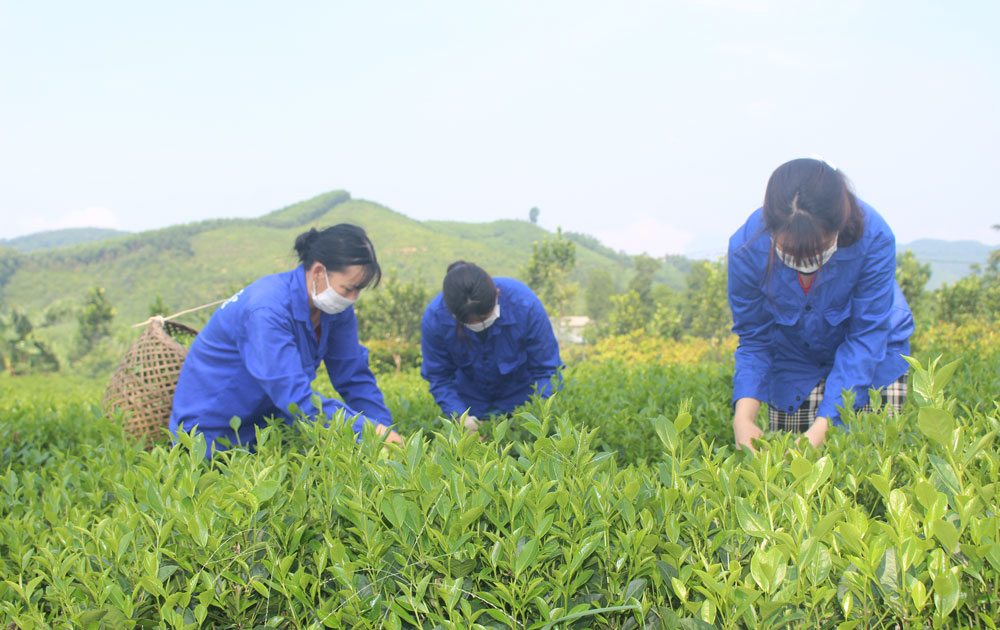  Người dân xã Bình Sơn (T.P Sông Công) thu hái chè cành được sản xuất theo hướng hữu cơ