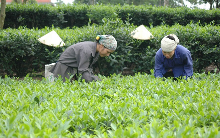  Đến nay, nhãn hiệu tập thể "Chè Thái Nguyên" đã được bảo hộ tại 6 quốc gia, vùng lãnh thổ. Ảnh: T.L