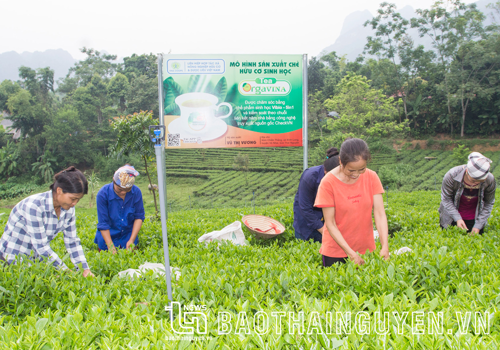  Mô hình trồng chè hữu cơ của chị Vũ Thị Vương ở xóm Chiến Thắng, xã Bình Long cho sản phẩm giá trị gấp 2 lần giá thị trường.