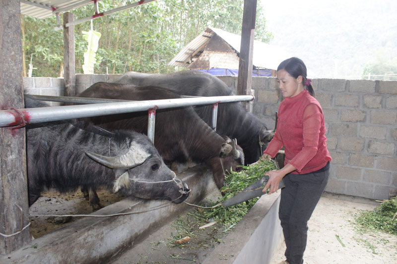  Năm 2019, nhờ Hội LHPN xã đứng ra tín chấp với Ngân hàng Chính sách Xã hội, vợ chồng chị Hoàng Thị Công, dân tộc Mông, xóm La Mạ, xã Lâu Thượng đã vay 100 triệu đồng để làm lại chuồng trại và mua thêm 2 con trâu để nuôi.