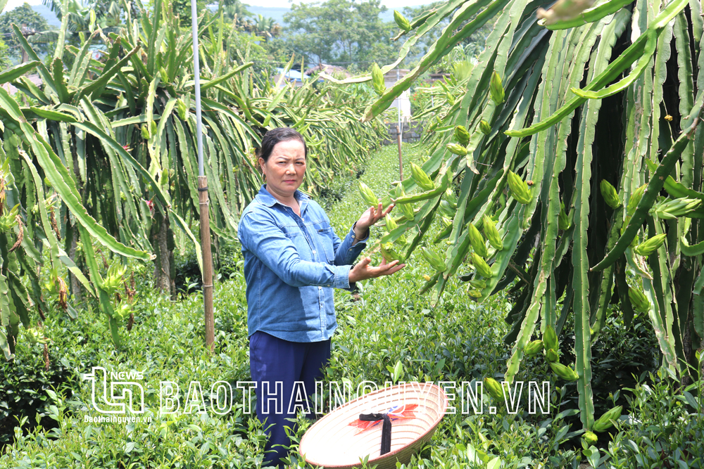 Chị Phùng Thị Xuân với vườn thanh long và chè cho thu nhập cao.