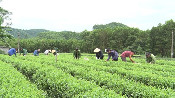 Người dân xóm Khe Lim, xã Bình Sơn (T.P Sông Công) thu hái chè.