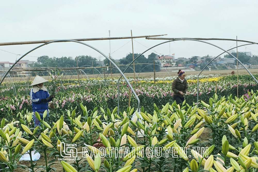 Người dân tổ 14, phường Túc Duyên (TP. Thái Nguyên) trồng nhiều loại hoa có giá trị kinh tế cao.