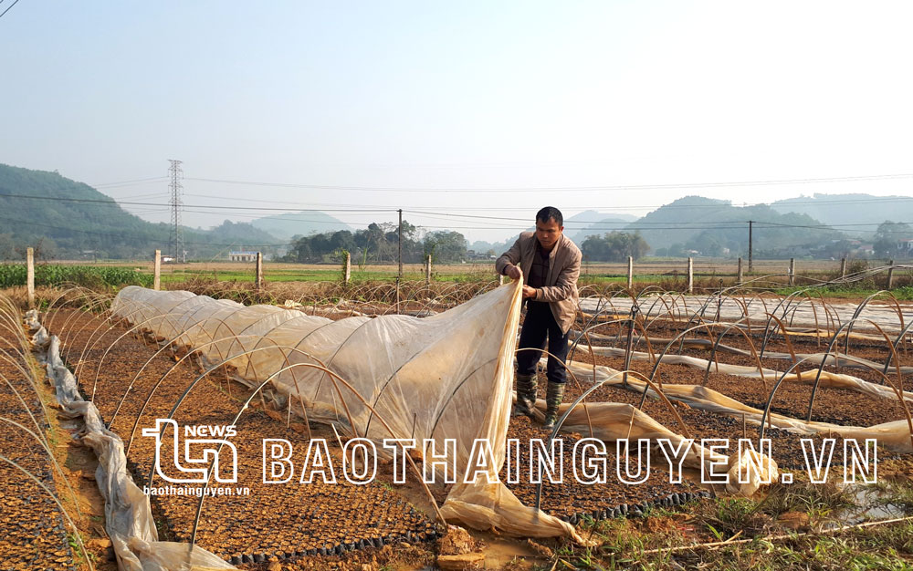  Người dân xóm Cây Thị, xã Động Đạt (Phú Lương) che phủ nylon để chống sương và rét cho cây keo giống. 