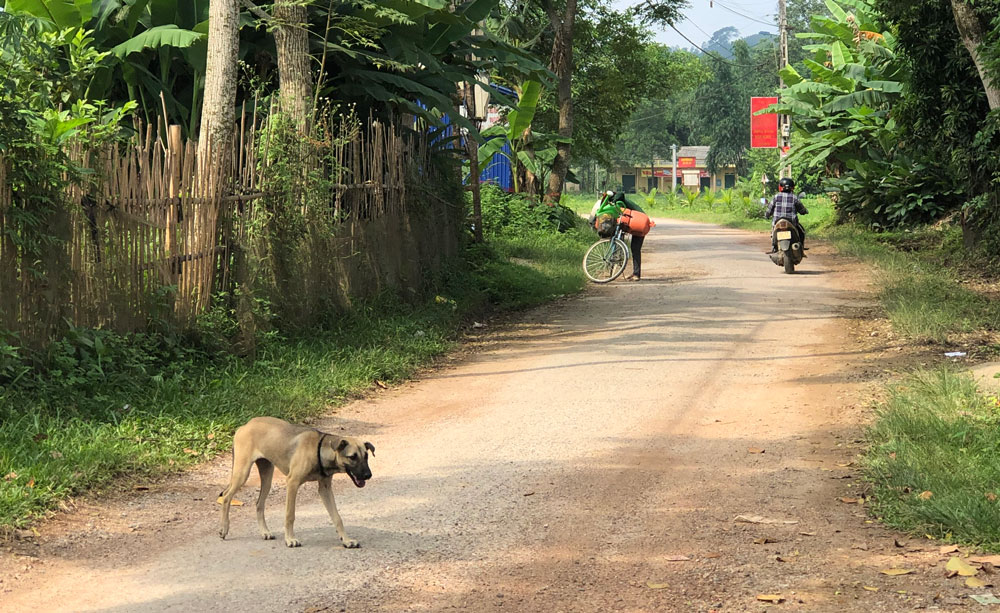  Chó thả rông trên tuyến đường trục xóm ở xã Ôn Lương, huyện Phú Lương.