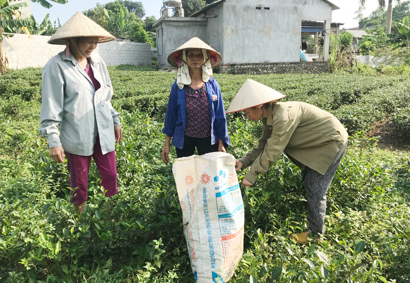  Phụ nữ xã Tiên Hội (Đại Từ) giúp nhau thu hái chè.