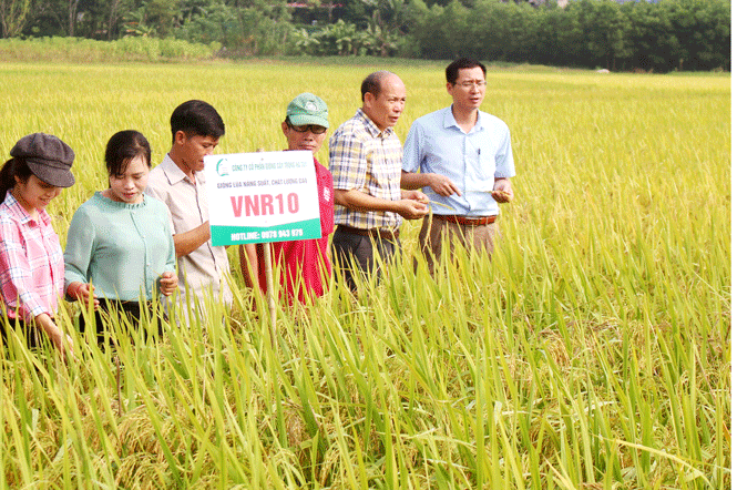  Trung tâm Dịch vụ nông nghiệp huyện Phú Lương phối hợp với Công ty CP Giống cây trồng Hà Tây tổ chức hội nghị đánh giá kết quả mô hình gieo cấy giống lúa thuần VNR10 trong vụ xuân tại xóm Cây Thị, xã Động Đạt.