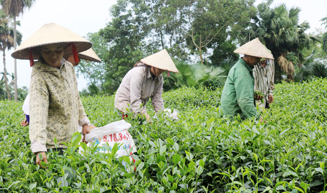  -Nhiều nông dân xã Yên Đổ tham gia sản xuất chè an toàn.​ (Ảnh chụp tại nương chè hộ bà Hoàng Thị Thùy Linh, xóm Trung, xã Yên Đổ)