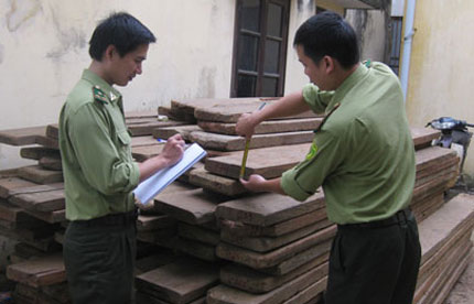   Các bộ Đội Kiểm lâm Cơ động và PCCCR (Chi cục Kiểm lâm tỉnh) đang kiểm kê số gỗ vận chuyển trái phép bắt giữ được trong thời gian vừa qua.