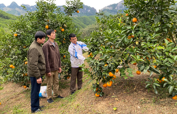  Mô hình trồng cây ăn quả cho thu nhập cao của gia đình anh Lê Anh Tuyên, xóm Tân Sơn, xã Cúc Đường (Võ Nhai).