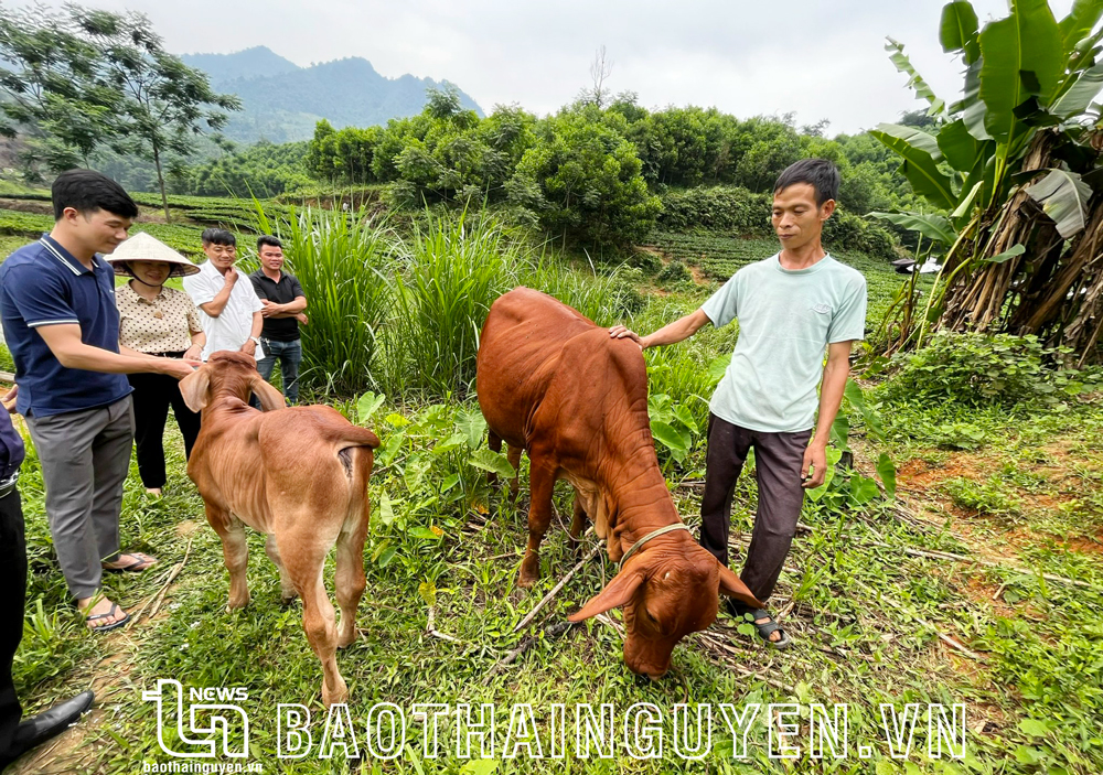 Năm 2020, gia đình anh Âu Văn Đạo, ở xã Minh Tiến, được hỗ trợ 15 triệu đồng để mua bò sinh sản. Đến nay, con bò sinh trưởng tốt và đã sinh bê con.