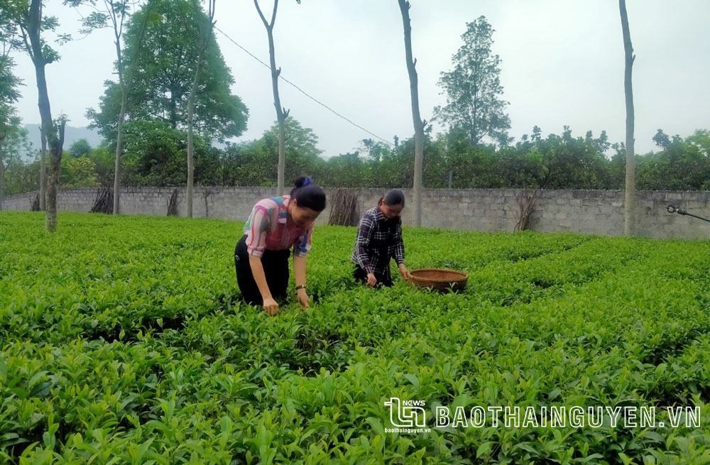  Vườn chè giống mới của gia đình chị Dương Thị Hường (xóm Làng Lường, thị trấn Đình Cả) cho nguồn thu ổn định.