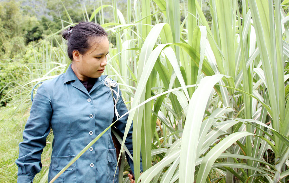   Chị Lường Thị Tuệ, con gái cả ông Sửu đang chăm sóc vườn mía gần 3 sào của gia đình.