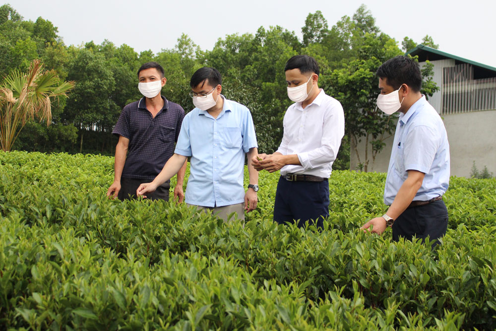  Huyện Phú Lương đề nghị các xã tiếp tục tăng cường công tác quản lý, tuyên truyền đến người dân không tự ý chuyển đổi diện tích đất trồng chè sang mục đích khác.