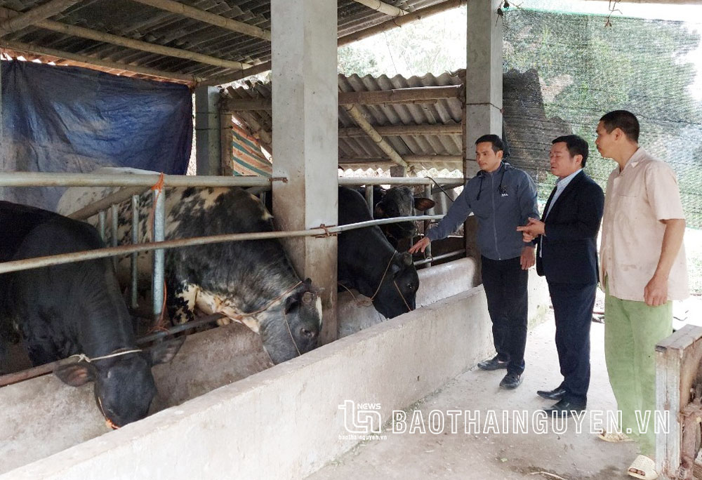  Cán bộ, hội viên nông dân huyện Đồng Hỷ trao đổi kinh nghiệm chăn nuôi trâu bò thương phẩm.