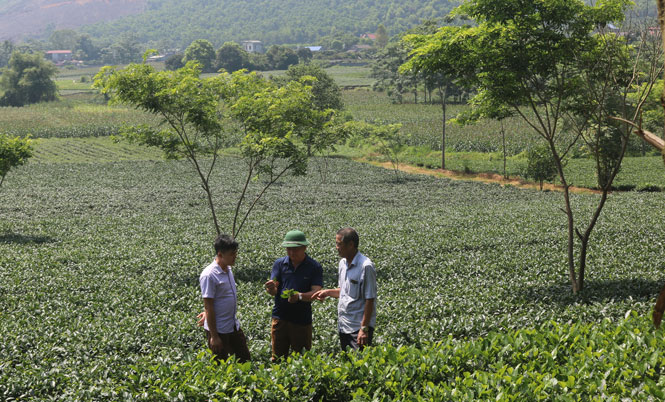  Nông dân xóm Ao Trám, xã Động Đạt (Phú Lương) trao đổi kinh nghiệm sản xuất chè an toàn. Ảnh tư liệu.