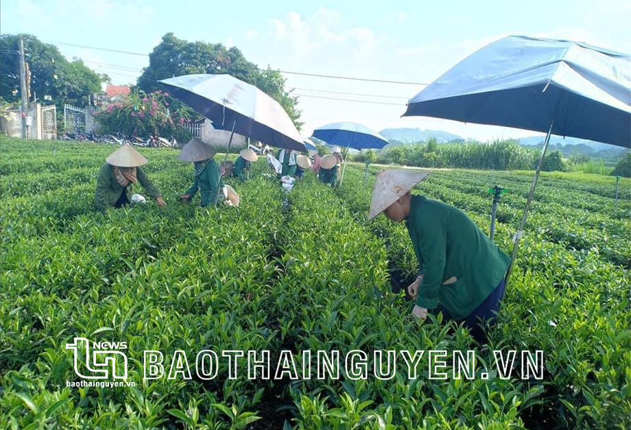 6 tháng đầu năm, sản lượng chè búp tươi của huyện Đồng Hỷ đạt gần 19.000 tấn, tăng 8,25% so với cùng kỳ.