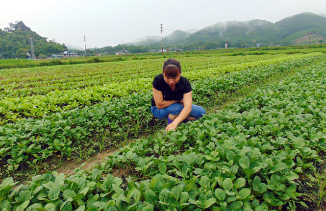  Chị Đào Thị Thanh Hải, xóm Ao Sen, xã Động Đạt luôn tuân thủ nghiêm ngặt quy trình sản xuất rau an toàn.