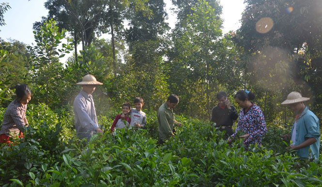  Các thành viên trong Tổ tiết kiệm trồng chè sở thích, thuộc Chi hội Nông dân xóm Làng Chảo, xã Động Đạt thu hái chè giúp gia đình anh Đào Đình Nghĩa.
