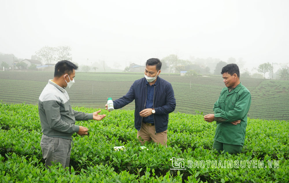  Đại diện Công ty TNHH Phát triển nông nghiệp Thái Nguyên hướng dẫn người dân về cách sử dụng thuốc bảo vệ thực vật với cây chè.