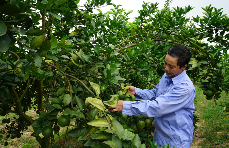 Mô hình trồng cam Vinh và bưởi của ông Phạm Văn Xuất ở xóm Thuận Đức, xã Minh Đức (T.X Phổ Yên) cho thu nhập từ 200-300 triệu đồng/năm.