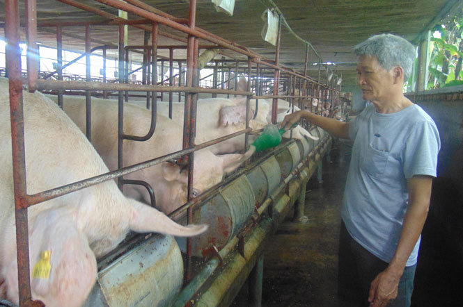  Ông Lê Hữu Hợi chăm sóc đàn lợn của gia đình.