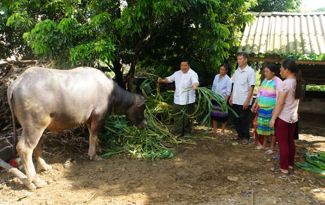  Trưởng xóm Dương Văn Sình (người ngoài cùng bên trái) hướng dẫn bà con trồng cỏ voi nuôi trâu nhốt cho hiệu quả kinh tế cao hơn chăn thả.