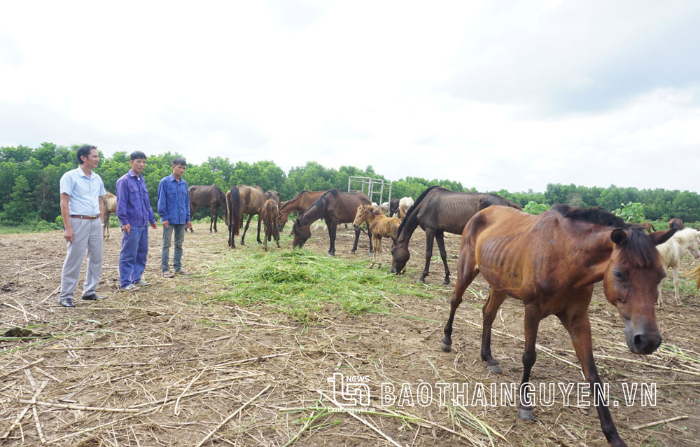  Anh Lê Quốc Đạt (đứng giữa), kỹ thuật viên Trung tâm Nghiên cứu và Phát triển chăn nuôi miền núi chăm sóc đàn ngựa sinh sản.