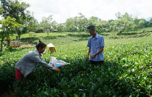  Người dân xóm Chính Phú 1, xã Phú Xuyên (Đại Từ) làm giàu từ cây chè.